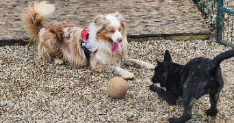 marlene pet sitter à AUNEAU BLEURY ST SYMPHORIEN 28700_11