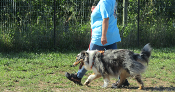 gaëlle dog sitter à COULMIERS 45130_1