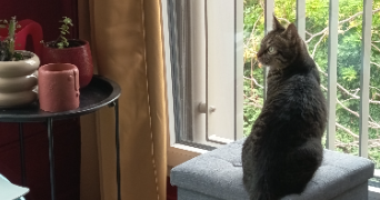 sophie pet sitter à LILLE 59160_7