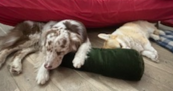 juliette pet sitter à GUENROUET 44530_2