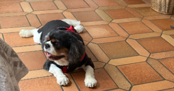 marie christine dog sitter à SOULLANS 85300_9