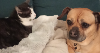 estelle pet sitter à DUNKERQUE 59140_6