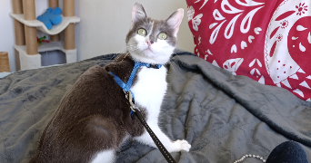 valerie pet sitter à AUZEVILLE TOLOSANE 31320_4