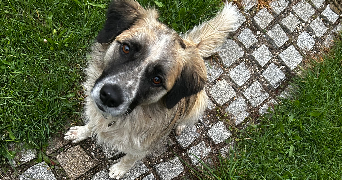 solene pet sitter à MINZIER 74270_10