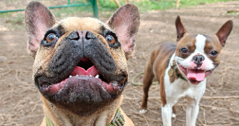 joris dog sitter à CHAVAGNES EN PAILLERS 85250_4
