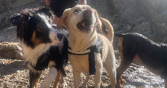 emma pet sitter à VILLEMAGNE L ARGENTIERE 34600