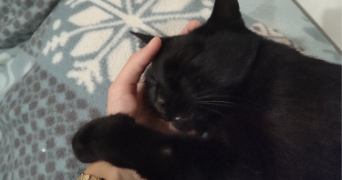 erinn pet sitter à PARIS 15 75015_1