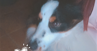 elodie pet sitter à CANNES 06150_3