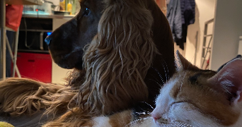 emma pet sitter à DIJON 21000_9