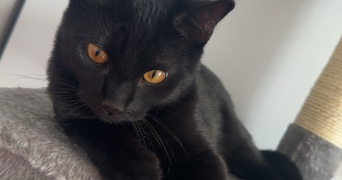 mélinda pet sitter à LAMORLAYE 60260_3