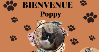 leslie anne pet sitter à STE GENEVIEVE DES BOIS 91700_1