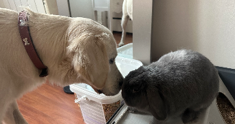 giarmis pet sitter à MONTREUIL 93100_3