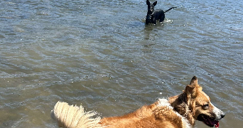 laetitia pet sitter à MARSEILLE 11 13011_4