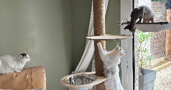 azéline pet sitter à Ymare 76520_4