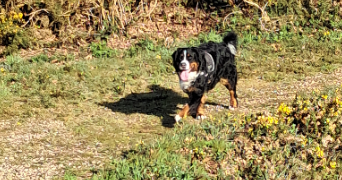 nathalie pet sitter à MAGNEVILLE 50260_4