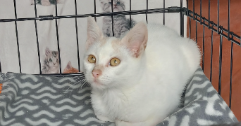 vanessa pet sitter à LAURABUC 11400_2