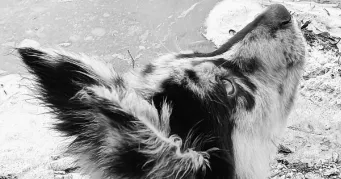 colombe pet sitter à PARIS 07 75007