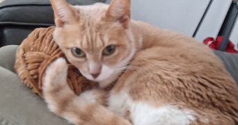 aurelie pet sitter à CHAMPIGNY SUR MARNE 94500_3