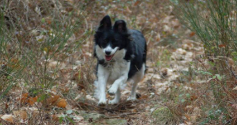 marie-hélène pet sitter à CUGNAUX 31270_5