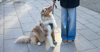 pauline pet sitter à CONGIS SUR THEROUANNE 77440_0