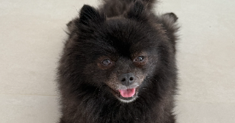 morgane pet sitter à MONTBRISON 42600_2