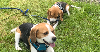 mohana pet sitter à POITIERS 86000_3