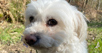 jany pet sitter à ROUEN 76000_2