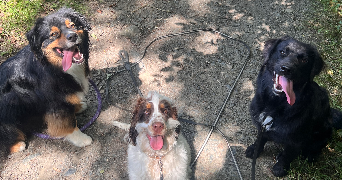 maiwenn pet sitter à ST THURIAL 35310_3