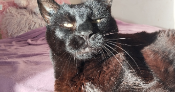 morgane pet sitter à PARIS 11 75011_3