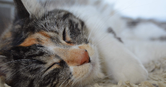 manuella pet sitter à MERIGNAC 33700_0