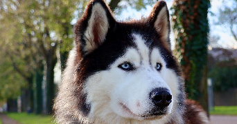 lisa pet sitter à LYON 07 69007_3