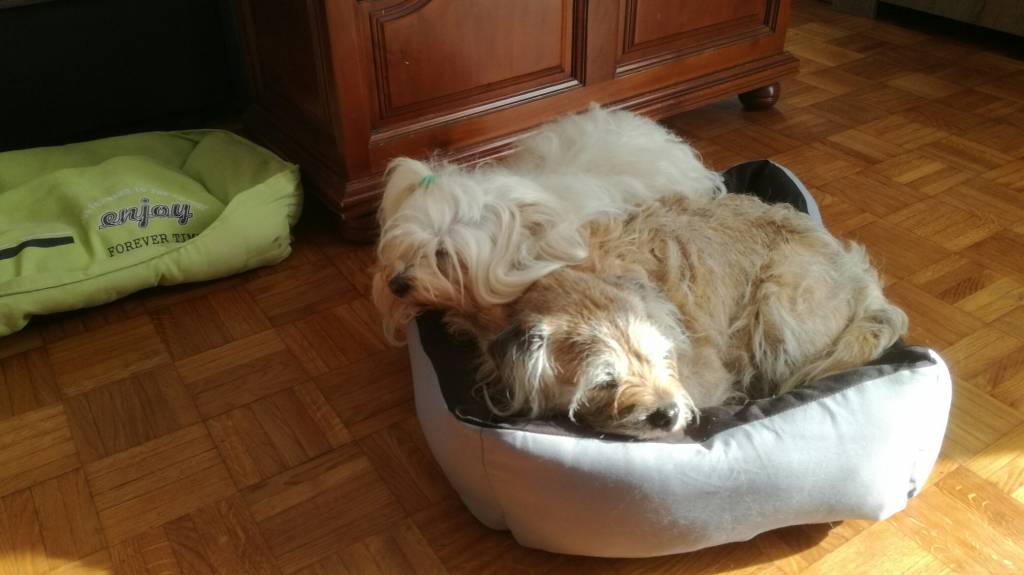 sebastien pet sitter à Saint-Pryvé-Saint-Mesmin 45750_4