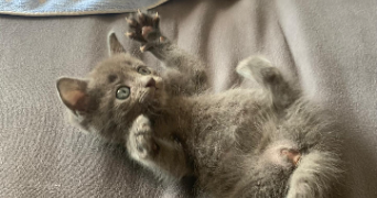 victor pet sitter à GOURNAY SUR MARNE 93460_2