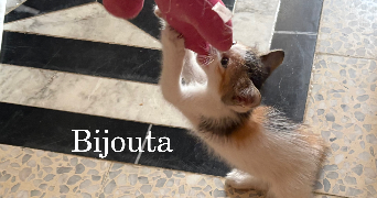 rayhana cat sitter à LE PERREUX SUR MARNE 94170_5