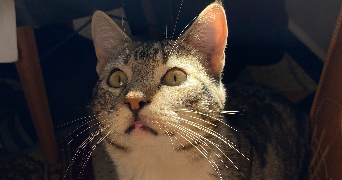 hiba pet sitter à TAVERNY 95150_1