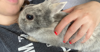 sandy pet sitter à ROSNY SOUS BOIS 93110_5