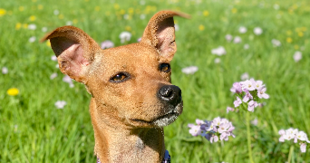 maëla pet sitter à BEGLES 33130_2