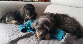 valentin pet sitter à ST NAZAIRE 44600_0