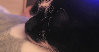 justine pet sitter à TOURCOING 59200_1