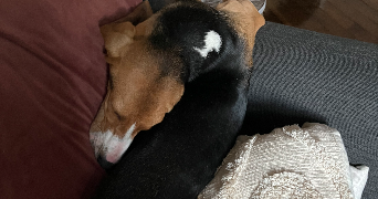 clementine pet sitter à ST LEU LA FORET 95320_8