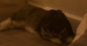 lola pet sitter à Orléans 45000_1