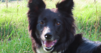 cécile pet sitter à CHARTRES 28000_1