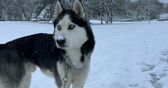 vanina dog sitter à Montbeliard 25200_2