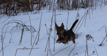 alice pet sitter à CLERMONT FERRAND 63000_6
