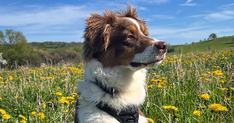 laetitia pet sitter à BORDEAUX 33000_6