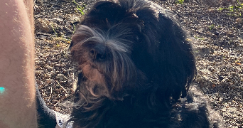 lucie  pet sitter à TOURS 37100_2