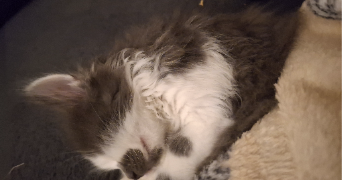 léa pet sitter à CAUDRY 59540_0