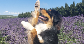 léa pet sitter à LIMONY 07340_1