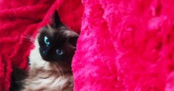 marion pet sitter à TOULOUSE 31500_6