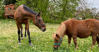 melodie pet sitter à DIJON 21000_2